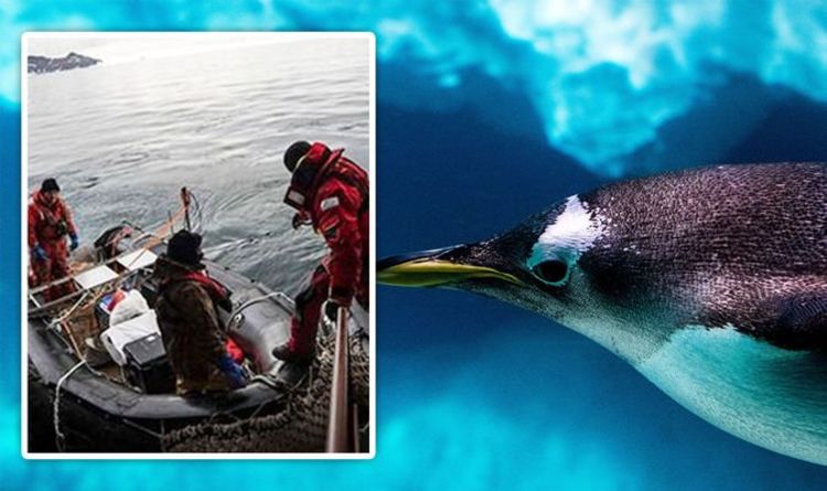 Исследователи Антарктиды были ошеломлены открытием пингвина-колосса ростом шесть футов 