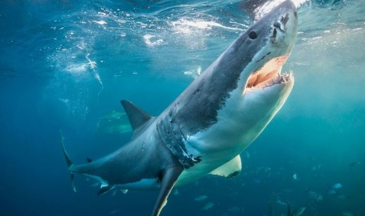 Из Южной Африки исчезают большие белые акулы - виноват огромный хищник