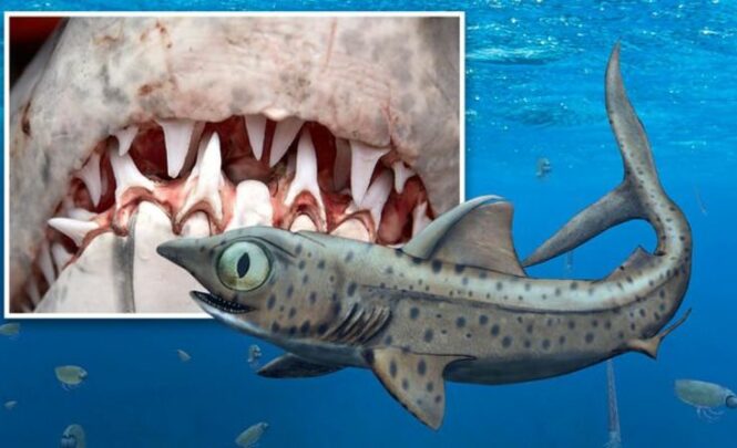 Нападение акулы: доисторические хищники «пронзили» добычу вращающимися челюстями острых как бритва зубов 