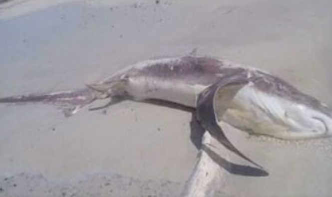 Новости акул: вымытое мертвое животное приводит к обнаружению СМЕРТЕЛЬНОЙ атаки
