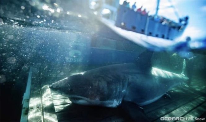 Открытие акулы: вторая по величине большая белая акула, когда-либо отмеченная, замечена у побережья Флориды