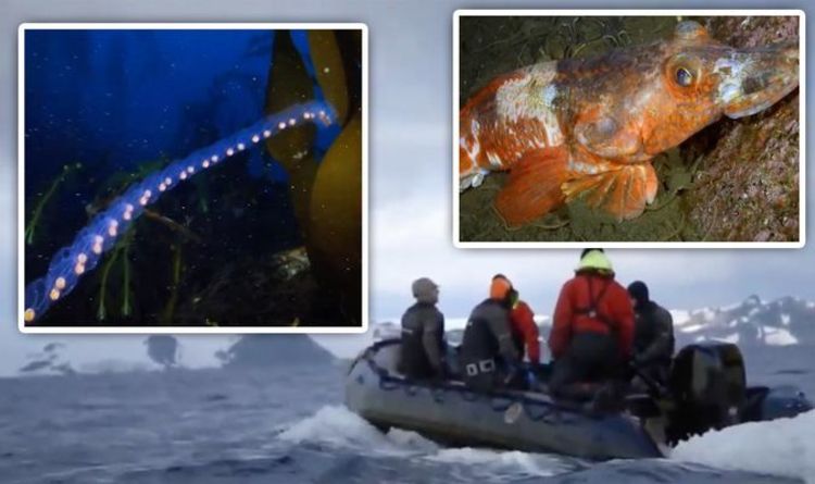Открытие Антарктиды: дайверов «унесло» невероятные «эволюционировавшие» морские существа подо льдом 