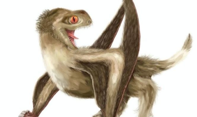 Открытие динозавров: перья могли развиться еще до динозавров