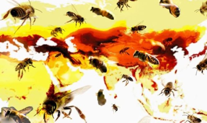 Популяция пчел КАРТА: выявлено 20 000 видов пчел в рамках
