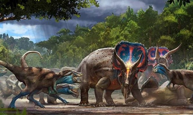 Скелет динозавра: тираннозавр и трицератопс навсегда сохранились после смерти в схватке