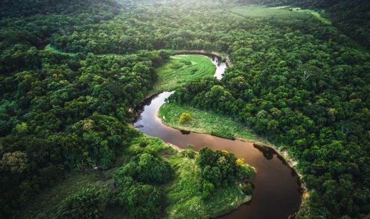Тропический лес Амазонки: что произойдет, если Амазонка будет уничтожена? 