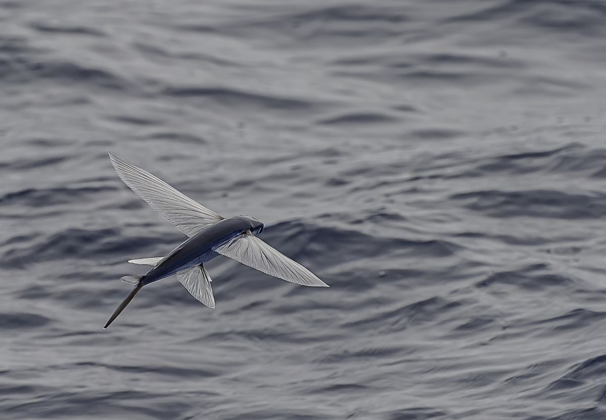 Cheilopogon pinnatibarbatus