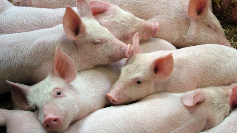 FDA одобряет генно-инженерные свиньи для производства кормов и трансплантатов