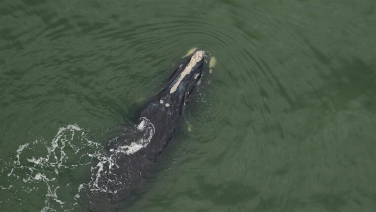 Замечены 2 детеныша одного из крупнейших в мире крупных китов, находящихся под угрозой исчезновения