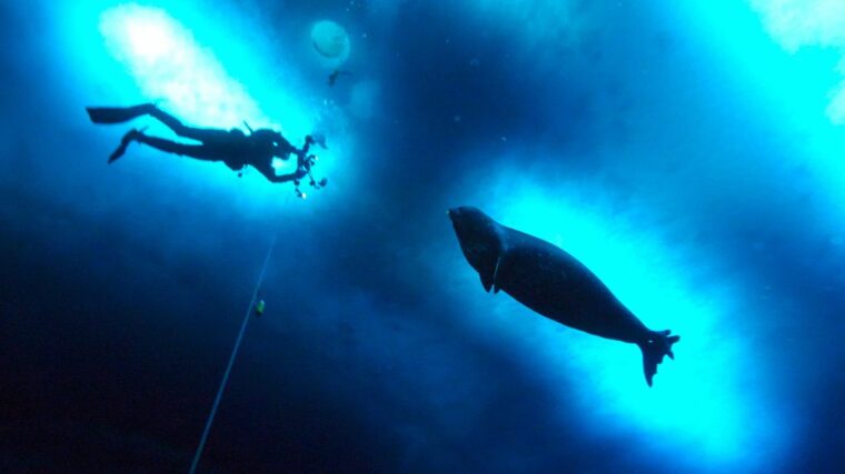 Тюлени издают друг другу звуки в стиле "звездных войн" под водой, и мы понятия не имеем, почему