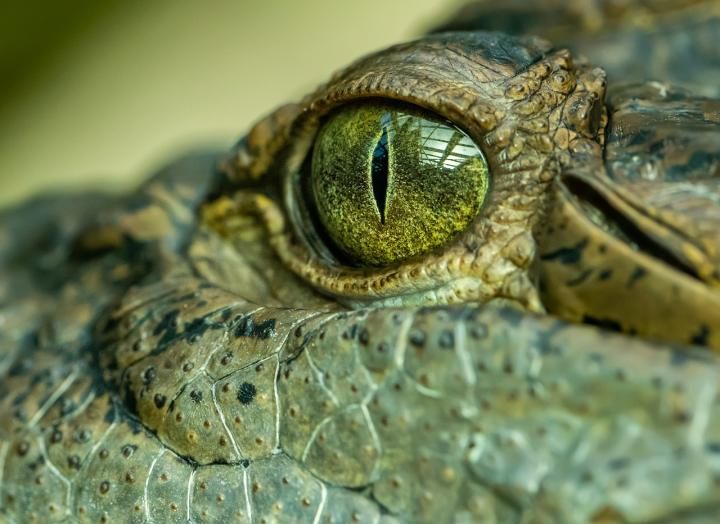 Древний крокодил-монстр `` король болот '' терроризировал Австралию