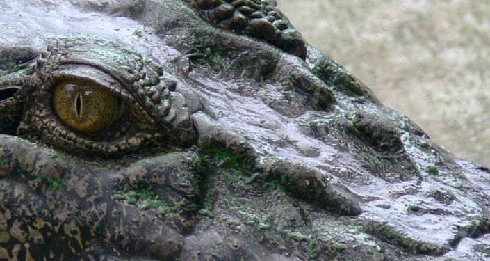 Крокодил "на стероидах": ученые определили древнюю рептилию "болотного короля"