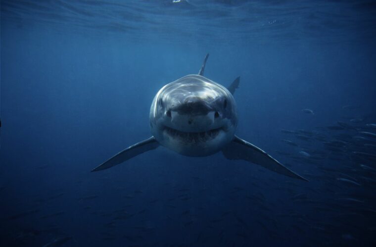 10 раз в 2020 году у акул отвисла челюсть