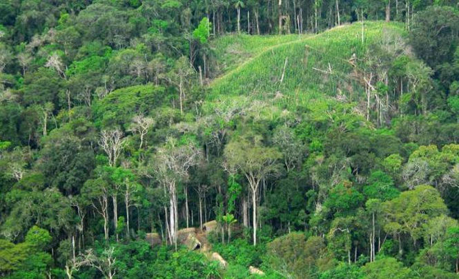 Древние поселения в форме часов нашли в лесах Амазонки