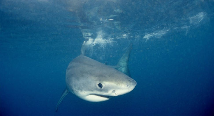 10 раз в 2020 году у акул отвисла челюсть