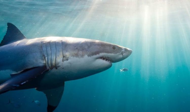 Большая белая акула: посмотрите ужасающий момент, когда акула противостоит водолазу «Она чуть не съела меня»