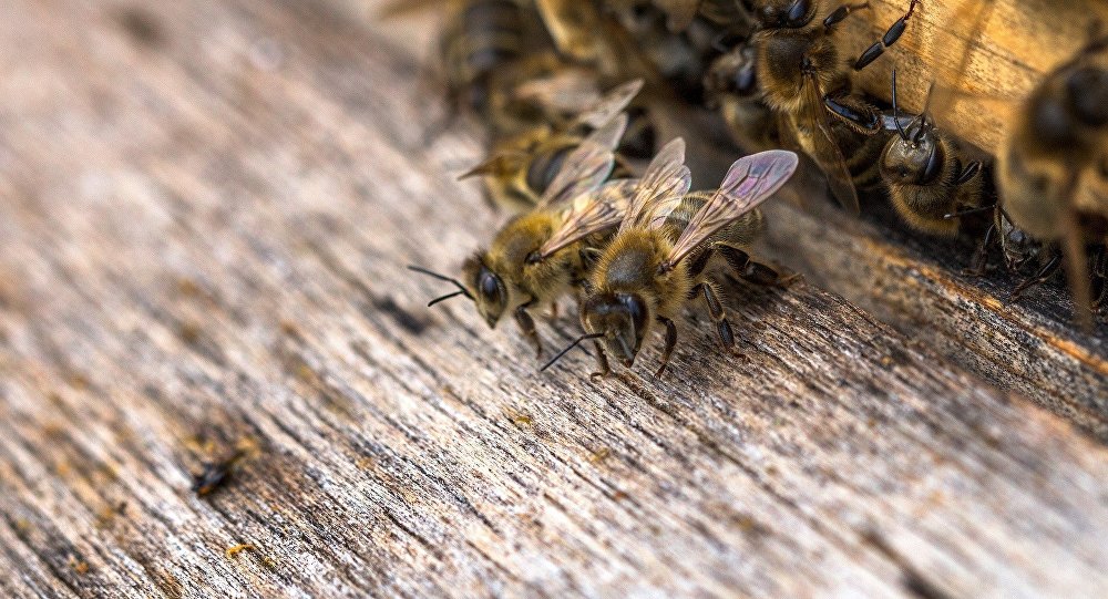 Медоносные пчелы используют навоз, чтобы отпугнуть гигантских шершней-убийц от ульев