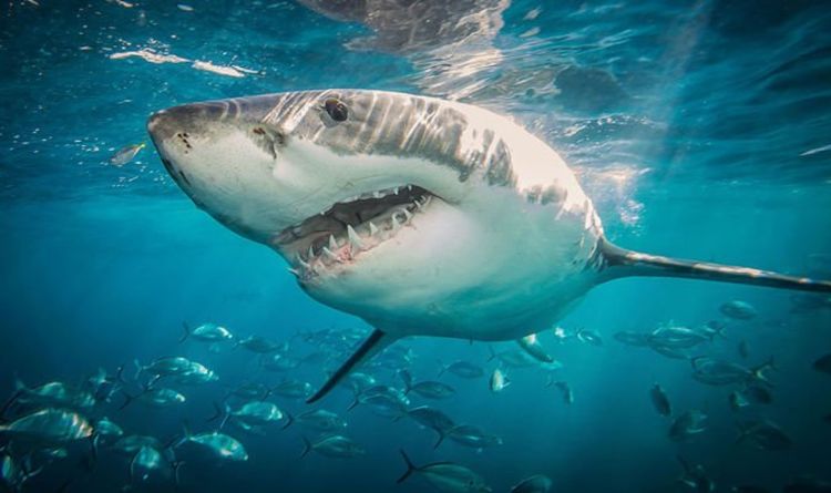 Нападение акул: «Нет единственной причины» для рекордного количества неспровоцированных укусов акул 