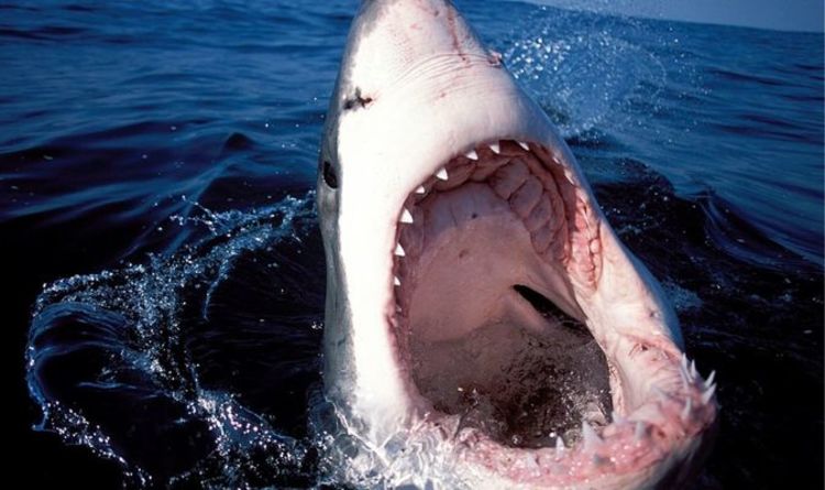Нападения акул в 2020 году: изменение климата может быть причиной увеличения числа нападений акул