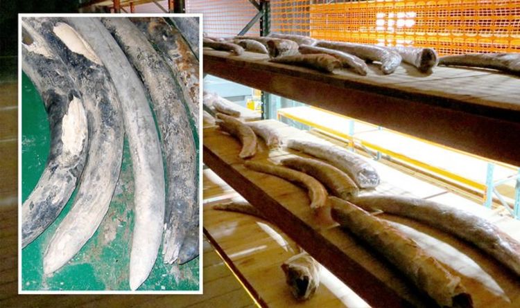 Новости археологии: при кораблекрушении найден «самый большой археологический груз африканской слоновой кости» 