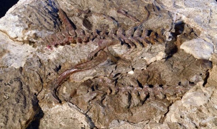 Открытие динозавров: находка предшественников птерозавров дает «ответ» на раннюю эволюцию