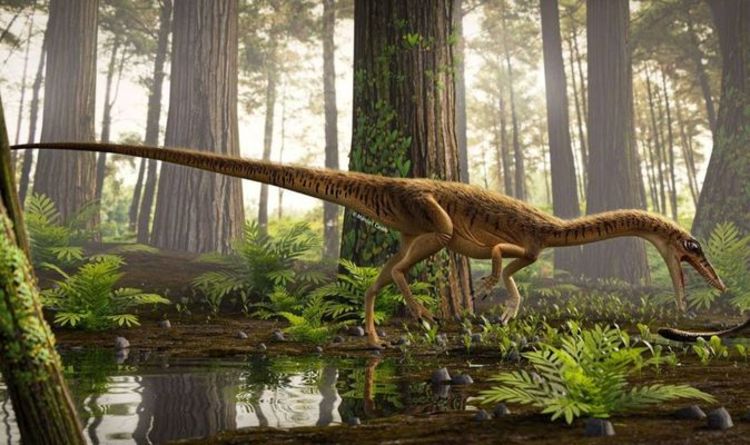 В Бразилии обнаружен «самый примитивный» родственник тираннозавра