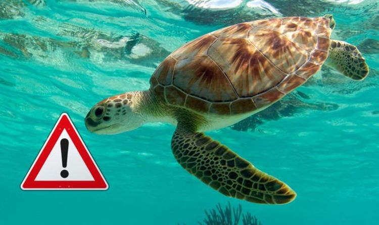 ученые отправили срочное предупреждение о морских черепахах из-за изменения климата в Красном море