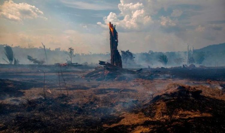 Вырубка тропических лесов Амазонки достигла 12-летнего максимума «Приближается к переломному моменту»