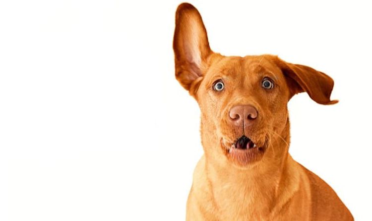 Исследование мозга собак показывает их «ограниченную способность» понимать владельцев