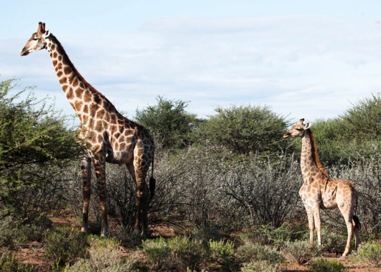 Карликовые жирафы были обнаружены только что, и они восхитительны