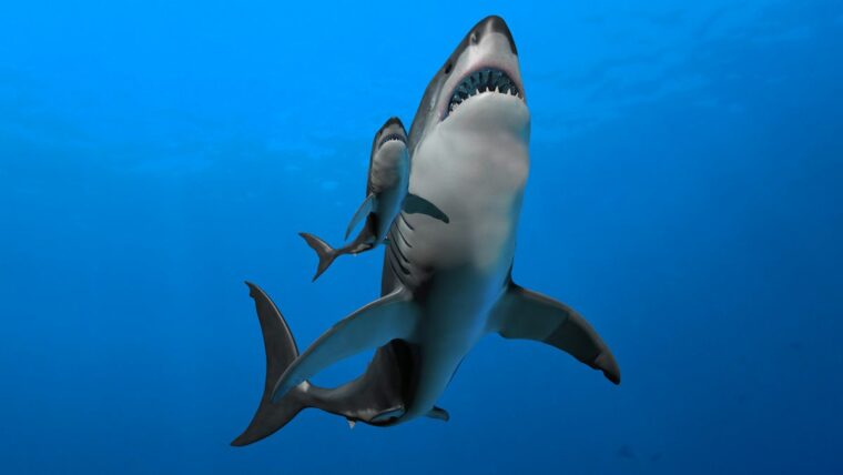 У мам-акул мегалодонов были дети размером с человека