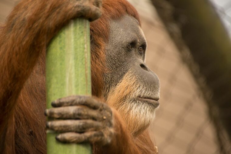 Зоопарки оплакивают смерть старейшего в мире орангутанга