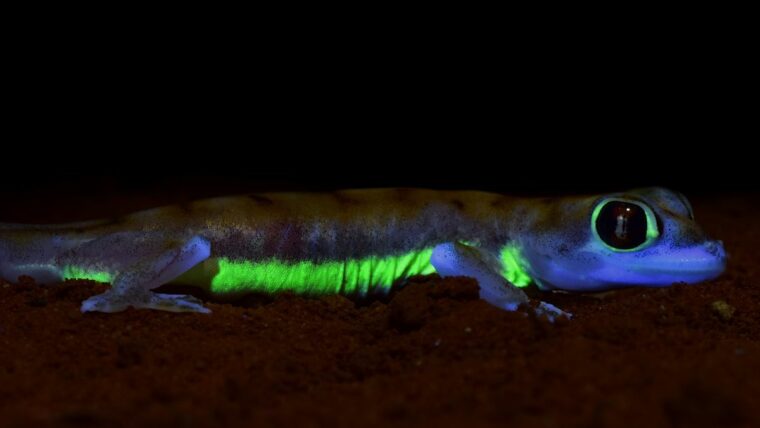 Лунный свет заставляет гекконов пустыни светиться неоново-зеленым