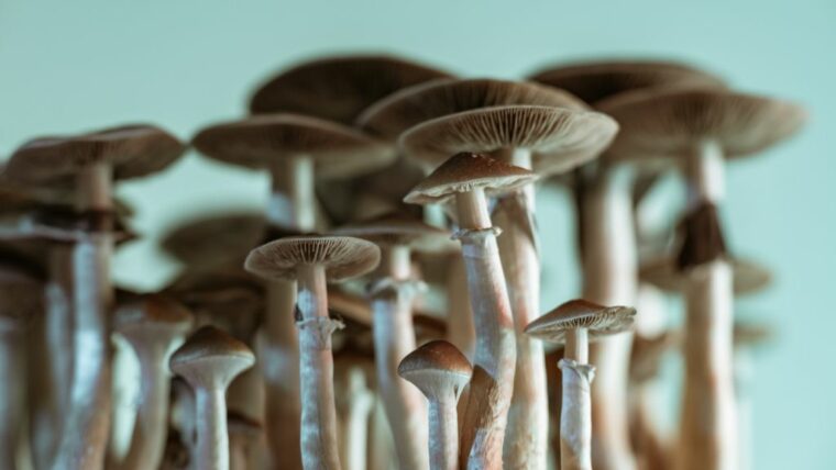 «Волшебные грибы» растут в крови человека после инъекции грибного чая