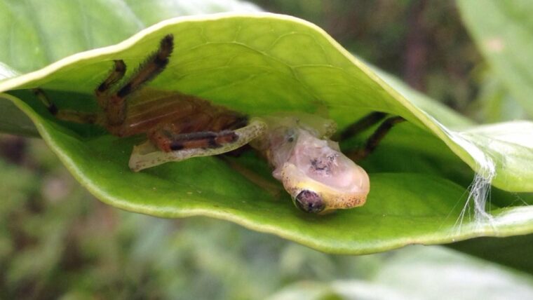Пауки-охотники едят древесных лягушек после того, как заманивают их в ловушки для листьев