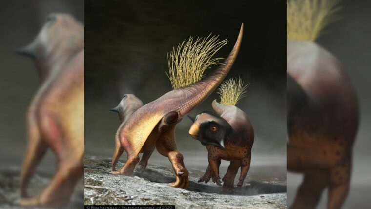 Первая сохранившаяся задница динозавра «идеальна» и «уникальна», - говорит палеонтолог.