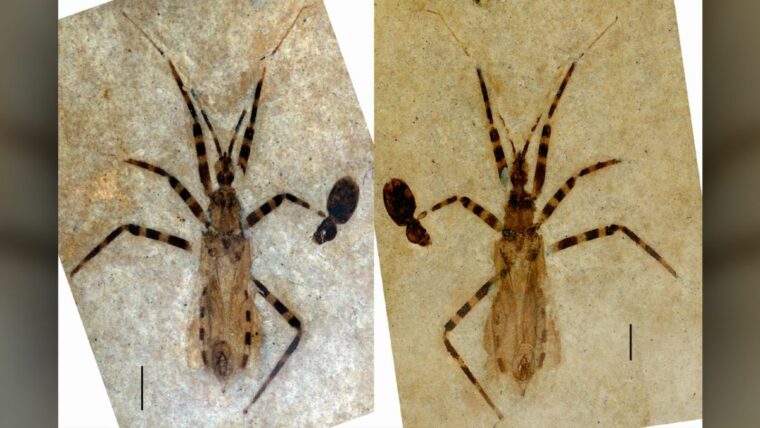 Пенис насекомого, которому 50 миллионов лет, обнаружил новый вид жука-убийцы