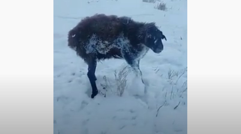 замороженные до смерти овцы казахстан, животные в казахстане замерзли до смерти, животные в казахстане замерзли насмерть видео, животные в казахстане замерзли насмерть картинки