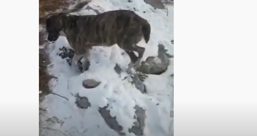 собака замерзла до смерти казахстан, животные в казахстане замерзли до смерти, животные в казахстане замерзли насмерть видео, животные в казахстане замерзли насмерть картинки
