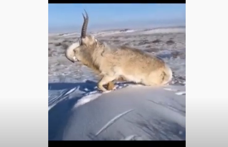 сайгак заморожен до смерти казахстан, животные в казахстане замерзли насмерть, животные в казахстане замерзли насмерть видео, животные в казахстане замерзли насмерть фото