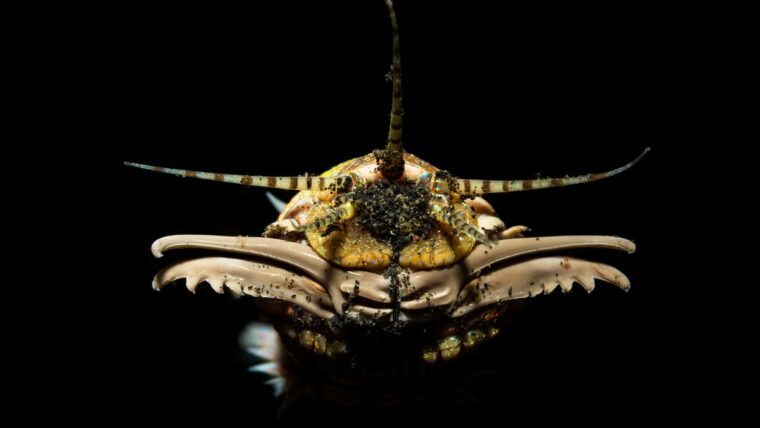 Гигантские черви терроризировали древнее морское дно из скрытых смертельных ловушек
