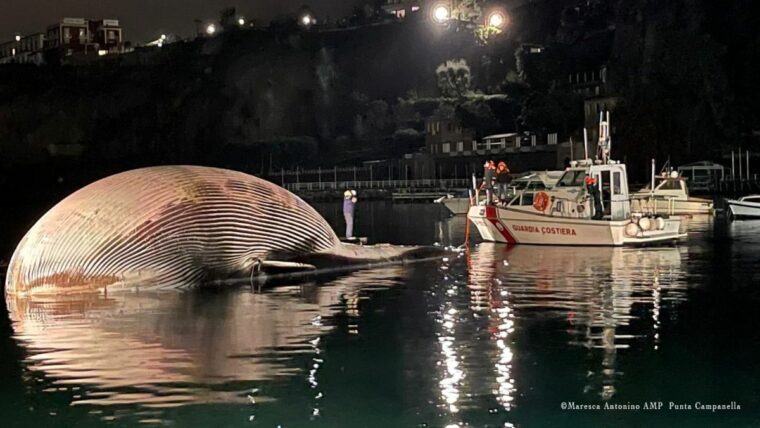 Мертвый кит в Средиземном море, вероятно, один из самых крупных из когда-либо найденных