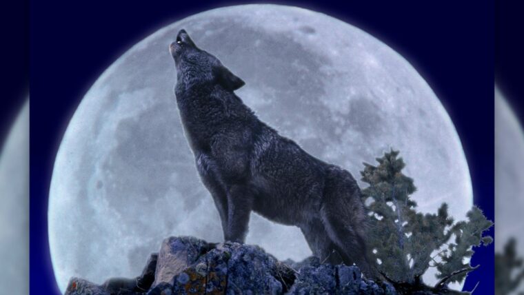 Вот как на этой неделе увидеть полную "волчью луну"