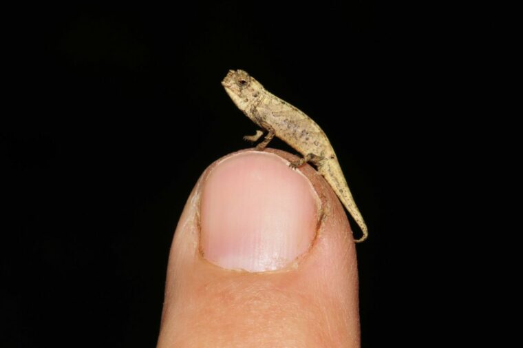 Самая маленькая рептилия в мире умещается на кончике вашего пальца