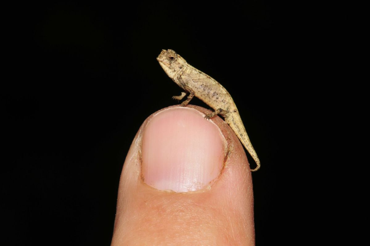 Brookesia Micra