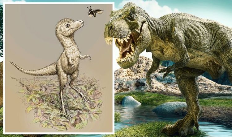 Открытие динозавра: находка окаменелости тираннозавра открывает «окно в раннюю жизнь тираннозавров» 