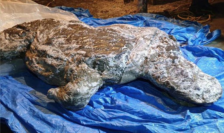 Открытие динозавра: в Сибири найден "лучше всего сохранившийся" шерстистый носорог ледникового периода