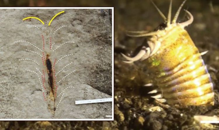 Открытие морских глубин: окаменелости свидетельствуют о червях, которые обитали на дне древнего моря 