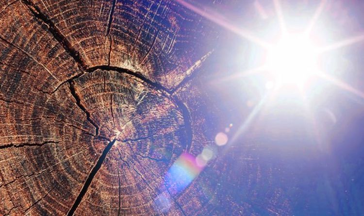 Солнечная тайна: ученые обращаются к кольцам деревьев, чтобы понять странный 11-летний цикл Солнца 