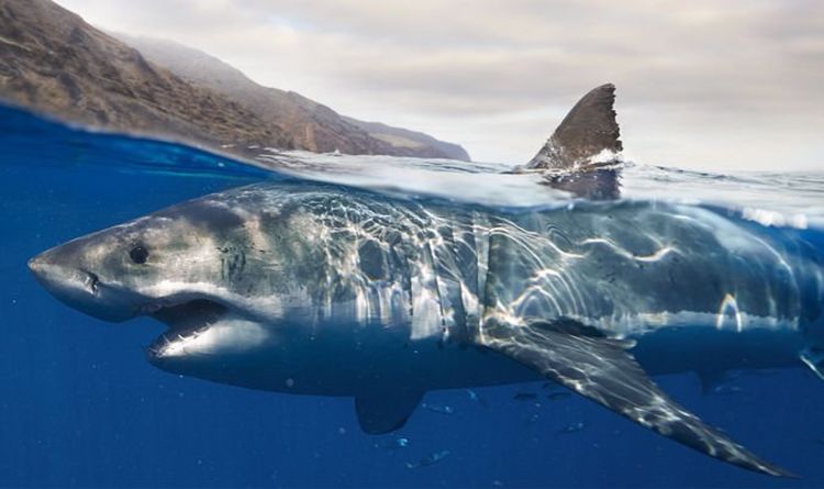 Сотни акул гибнут вдоль побережья Южной Африки, задыхаясь в сетях безопасности
